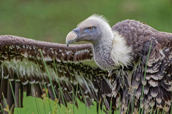 Ruppel's griffon vulture, Critically endangered species Date: 07-06-2021