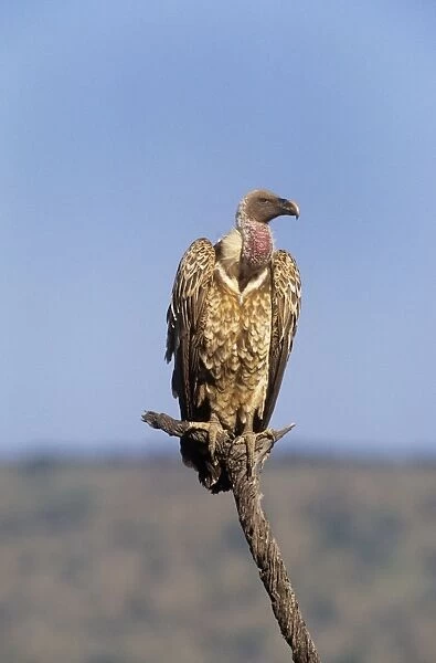 Ruppels Griffon Vulture Kenya, Africa