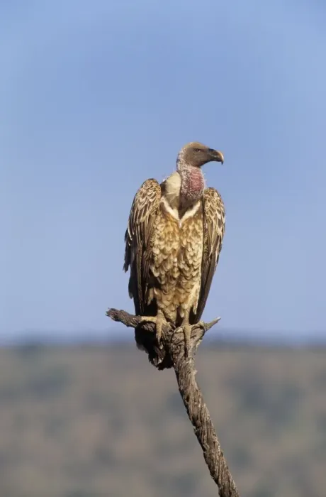 Framed Print : Ruppels Griffon Vulture Kenya, Africa Framed Print : Ruppels Griffon Vulture Kenya, Africa