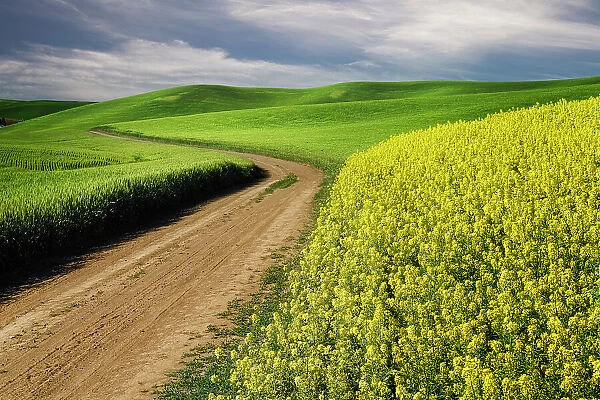 Rural farm road through yellow canola and green wheat crops, Palouse region of eastern Washington State. Date: 14-06-2013