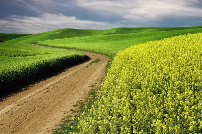 Framed Print : Rural farm road through yellow canola and green wheat crops, Palouse region of eastern Washington State. Date: 14-06-2013