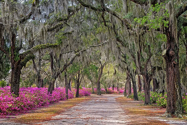 Rural road with azaleas and live oaks lining roadway, Bonaventure Cemetery, Savannah, Georgia Date: 23-03-2013