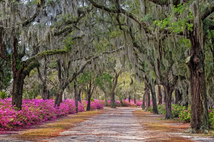 Framed Print : Rural road with azaleas and live oaks lining roadway, Bonaventure Cemetery, Savannah, Georgia Date: 23-03-2013