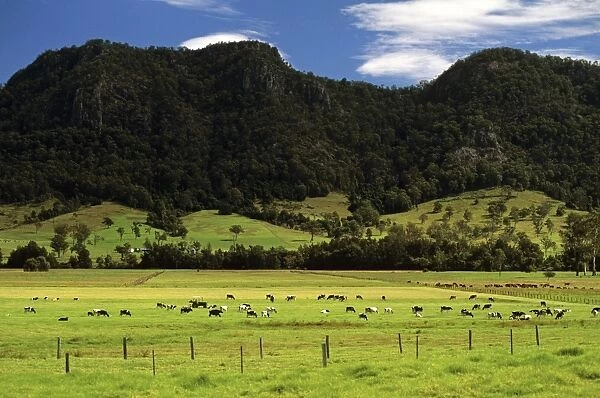 Rural scene with cows in a field - Upper Hunter Valley, New South Wales, Australia JPF52671