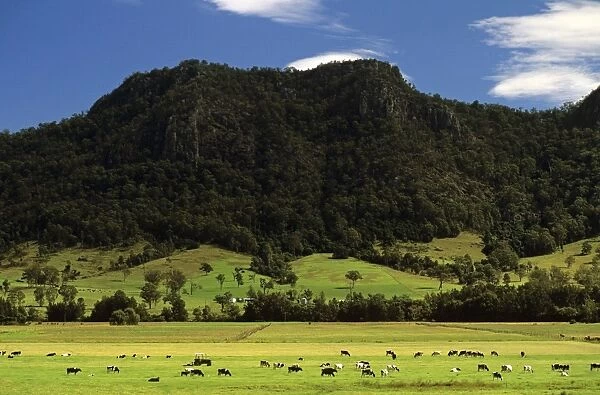 Rural scene with cows in a field - Upper Hunter Valley - New South Wales, Australia JPF52670