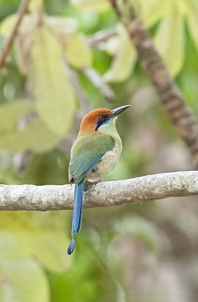Russet-crowned Motmot. Nayarit Mexico in March