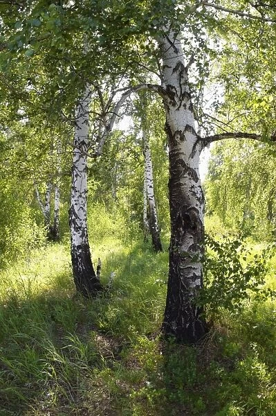 Russia - a compact woods 'kolok' ('kolki' for plural) consisting of birch only - forest steppe  /  forest-steppe  /  wooded steppe - typical for Middle