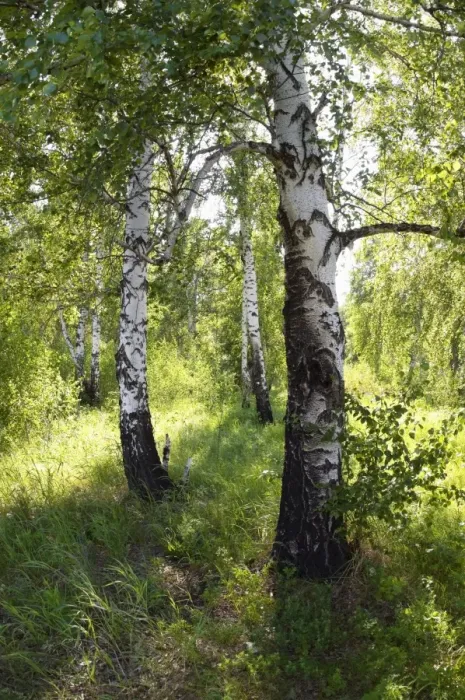 Framed Print : Russia - a compact woods kolok ('kolki for plural) consisting of birch only - forest steppe / forest-steppe / wooded steppe - typical for Middle Framed Print : Russia - a compact woods kolok ('kolki for plural) consisting of birch only - forest steppe / forest-steppe / wooded steppe - typical for Middle