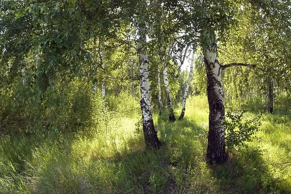 Russia - a compact woods 'kolok' ('kolki' for plural) consisting of birch only - forest steppe  /  forest-steppe  /  wooded steppe - typical for Middle