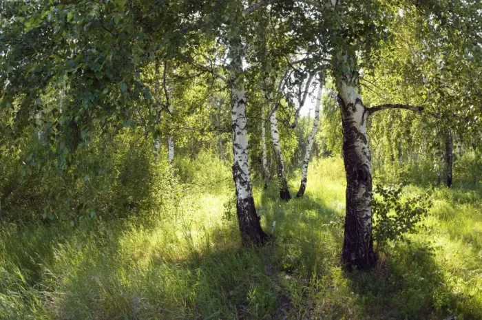 Framed Print : Russia - a compact woods kolok ('kolki for plural) consisting of birch only - forest steppe / forest-steppe / wooded steppe - typical for Middle Framed Print : Russia - a compact woods kolok ('kolki for plural) consisting of birch only - forest steppe / forest-steppe / wooded steppe - typical for Middle