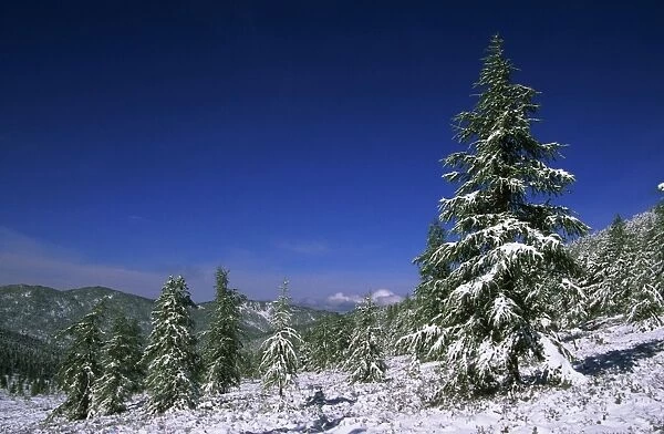 Russia - Fir Trees and Spruces after a snowfall, typical in high altitudes; a slope in Sengilen mountain range at 2500 m altitude June; South Tuva, Russia Tu32. 3038