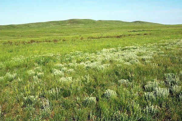 Russia - steppe in early summer - typical landscape along the river Ural - near Kuvandyk town - Orenburg region - South Russia - typical habitat of Himalayan Marmot and Red-cheeked Souslik - beginning of June - morning. Ku41. 2188