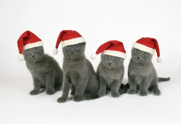 Russian Blue Cat Print Christmas Art Prints, Posters