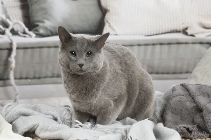 Framed Print : Russian Blue cat indoors Framed Print : Russian Blue cat indoors