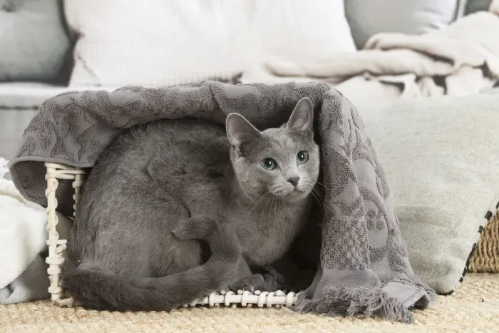 Framed Print : Russian Blue cat indoors Framed Print : Russian Blue cat indoors