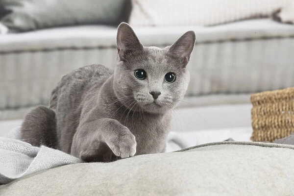 Russian Blue cat indoors