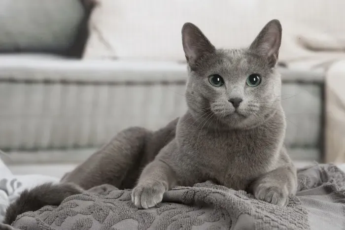 Framed Print : Russian Blue cat indoors Framed Print : Russian Blue cat indoors
