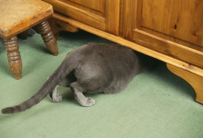 Framed Print : Russian Blue Cat JD 16059 Under Cupboard © John Daniels / ARDEA LONDON Framed Print : Russian Blue Cat JD 16059 Under Cupboard © John Daniels / ARDEA LONDON