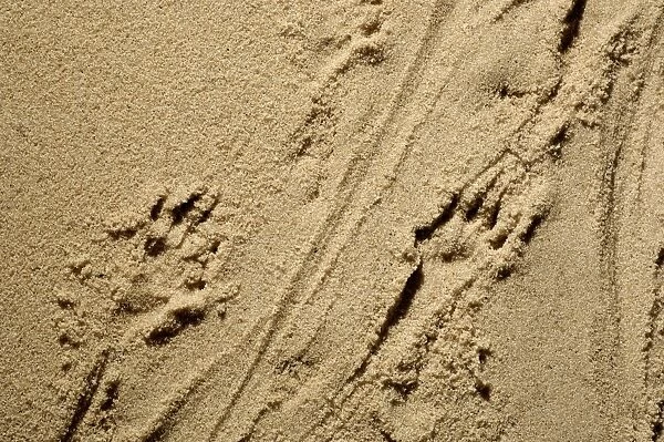 Russian Desman - adult's footprints on wet sand of a river beach; however Desmans rarely come out of water and are clumsy on firm soil Okskii Biospheric Nature Reserve; river Oka valley, Central Russia, 50km East from Ryazan town