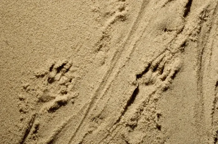 Framed Print : Russian Desman - adult's footprints on wet sand of a river beach; however Desmans rarely come out of water and are clumsy on firm soil Okskii Biospheric Nature Reserve; river Oka valley, Central Russia, 50km East from Ryazan town Framed Print : Russian Desman - adult's footprints on wet sand of a river beach; however Desmans rarely come out of water and are clumsy on firm soil Okskii Biospheric Nature Reserve; river Oka valley, Central Russia, 50km East from Ryazan town
