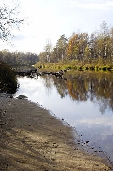 Russian Desman - habitat. River Pra, a tributary of river Oka - one of habitats of Russian Desman; territory of Okski Biospheric Nature Reserve; Central Russia, 50 km East from Ryazan town; autumn in October Ok39. 0001