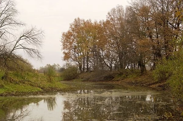 Russian Desman - typical habitat. An old river-bed of river Oka, typical in river Oka valley-plain locally called 'Meshera' (flooded in spring)