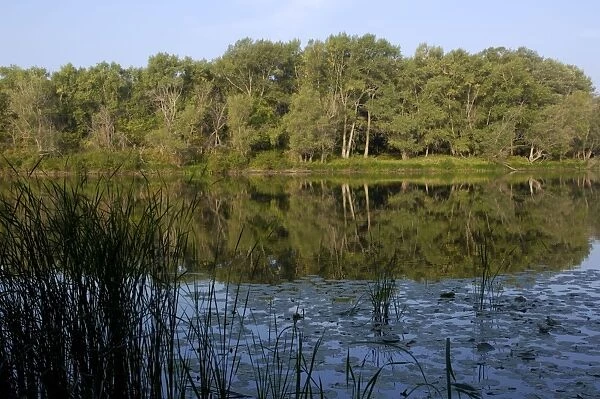 Russian Desman - typical habitat: small fresh-water lake with lush vegetation and rich water-life; one in the string of lakes, formed in old river-bed of river Ural on a vast flood-plain, a part of desman's primary area of distribution