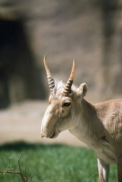 Russian Saiga Antelope - male South Russia, Caspian Sea to Gobi Desert Mongolia