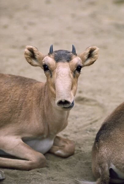 Russian Saiga Antelope - young male