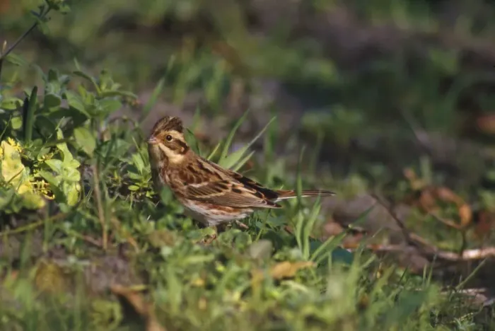Framed Print : Rustic Bunting - female Framed Print : Rustic Bunting - female