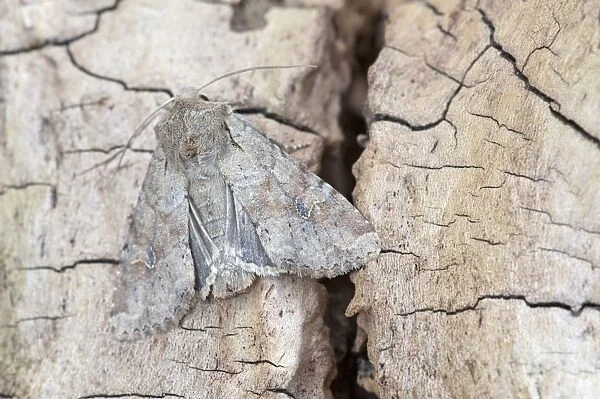 Rustic Shoulder-knot - on dead tree stump - North Lincolnshire - England