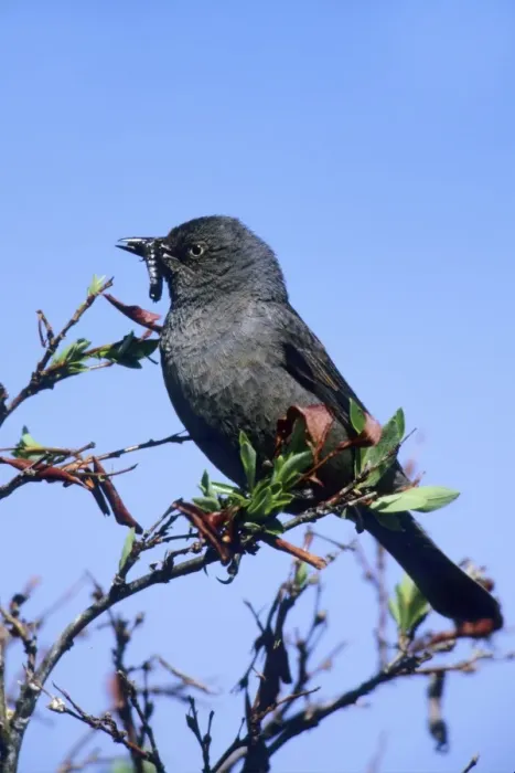 Framed Print : Rusty Blackbird Outside of Nome Alaska on the Seward Peninsula in June Framed Print : Rusty Blackbird Outside of Nome Alaska on the Seward Peninsula in June