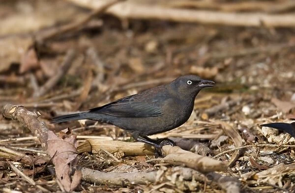 Rusty Blackbird - in winter plumage - February - Connecticut - USA