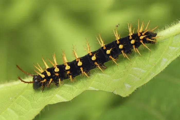 Framed Print : Rusty-tipped Page Caterpillar Colombia Framed Print : Rusty-tipped Page Caterpillar Colombia