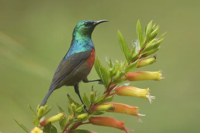 Framed Print : Ruwenzori Double Collared Sunbird - Nyungwe - Rwanda - Africa Framed Print : Ruwenzori Double Collared Sunbird - Nyungwe - Rwanda - Africa