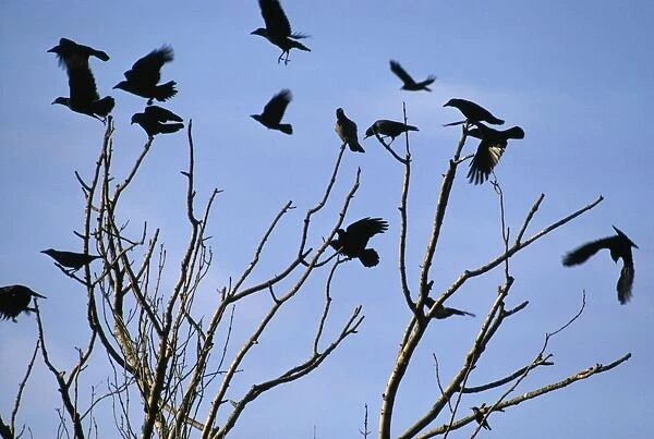 RV-334. Carrion Crows and Rooks - Catfoss - East Yorkshire