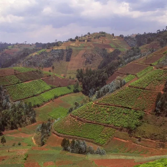 Framed Print : Rwanda - Africa, Intensive agriculture on Virunga foothills, 2003 Framed Print : Rwanda - Africa, Intensive agriculture on Virunga foothills, 2003