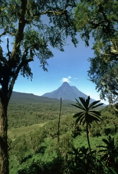 Framed Print : Rwanda AW 5704 Virunga Volcanoes, Mount Mikeno, Rwanda, Africa. © Adrian Warren  /  ARDEA LONDON