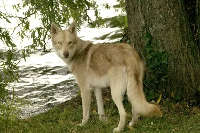 Framed Print : Saarloos Wolfhound