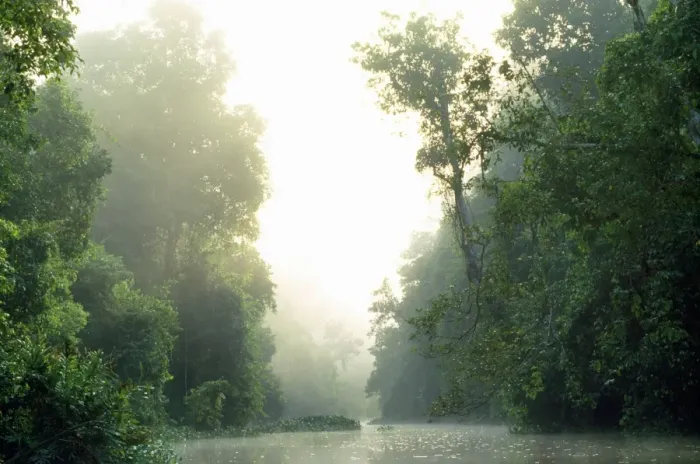 Framed Print : Sabah - rainforest Borneo Malasia