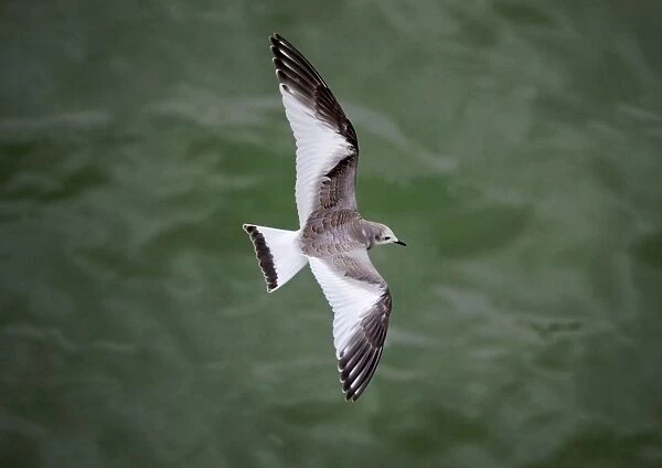 Sabines Gull - juvenile vagrant in flight - Blenhiem Palace - Oxon - UK September