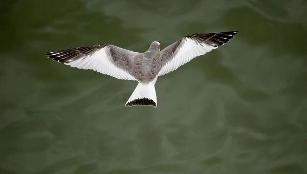 Sabines Gull - juvenile vagrant in flight - Blenhiem Palace Oxon UK September