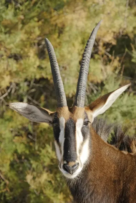 Framed Print : Sable Antelope Framed Print : Sable Antelope