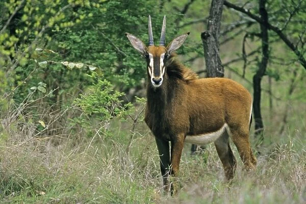 Sable Antelope - young buck, Kruger national park, S. Africa