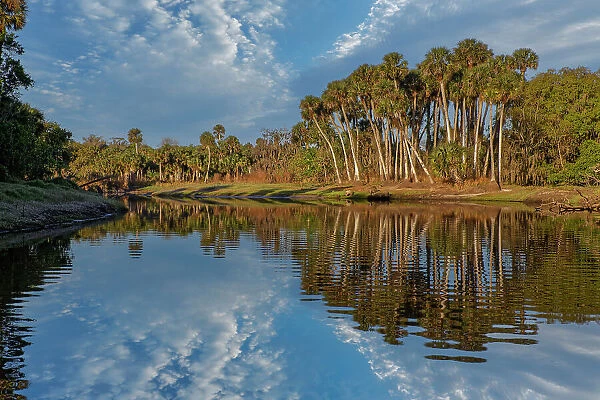 Sable palms reflected on the Econlockhatchee River, a blackwater tributary of the St. Johns River, near Orlando, Florida Date: 11-03-2021