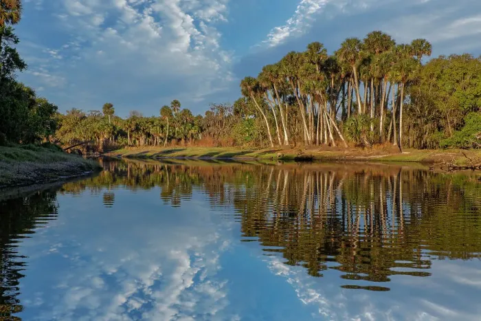 Framed Print : Sable palms reflected on the Econlockhatchee River, a blackwater tributary of the St. Johns River, near Orlando, Florida Date: 11-03-2021 Framed Print : Sable palms reflected on the Econlockhatchee River, a blackwater tributary of the St. Johns River, near Orlando, Florida Date: 11-03-2021