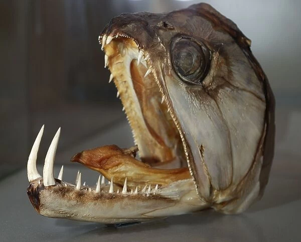 Sabre-tooth Fish - skull - Freshwaters Amazon Basin