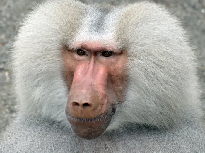 Framed Print : Sacred Baboon, East Africa, adult male Framed Print : Sacred Baboon, East Africa, adult male