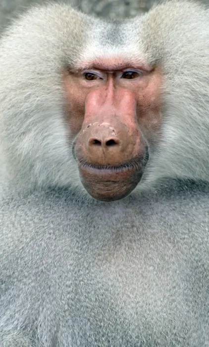 Framed Print : Sacred Baboon, East Africa, adult male Framed Print : Sacred Baboon, East Africa, adult male