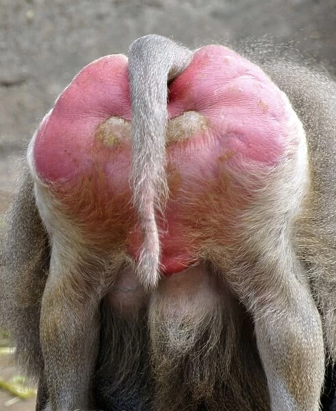 Sacred Baboon - rear view - East Africa